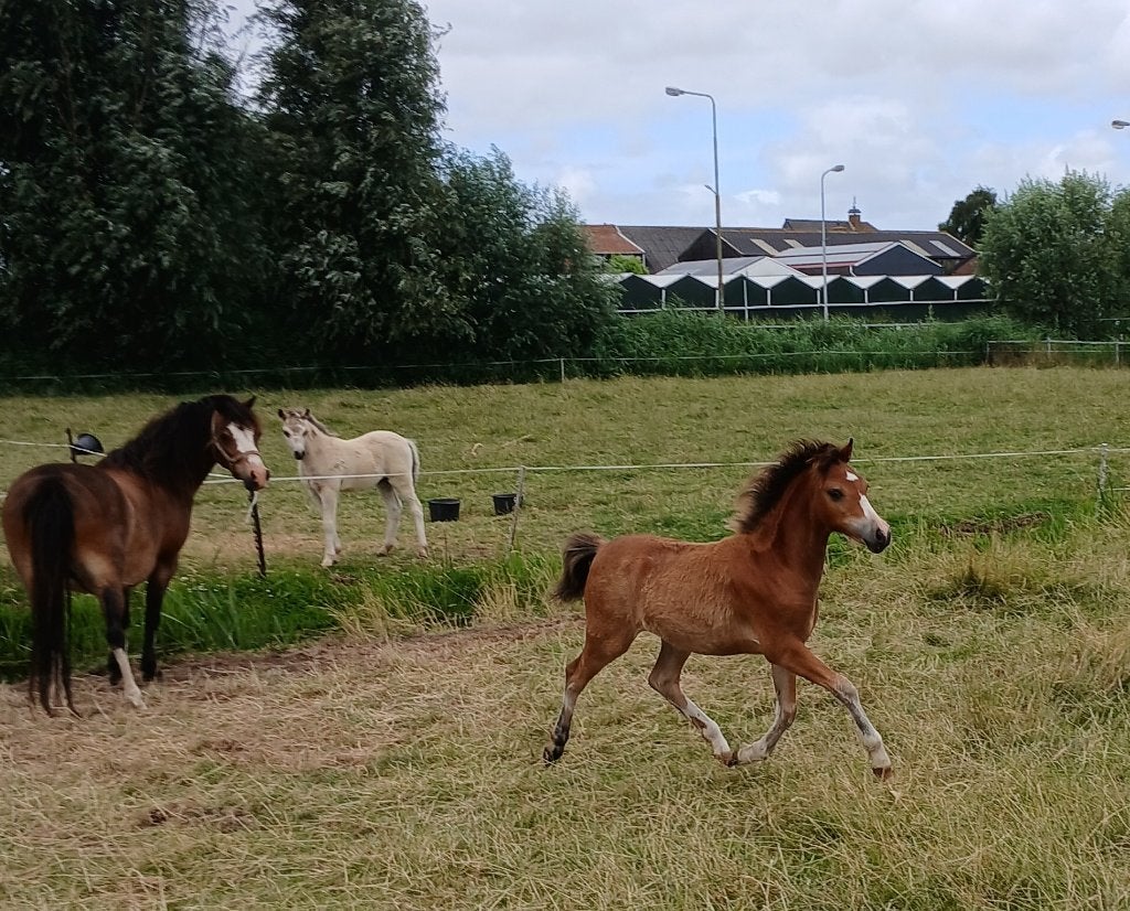 Prachtige Welsh a merrie veulens., Merrie, A pony (tot 1.17m), Met stamboom, 0 tot 2 jaar