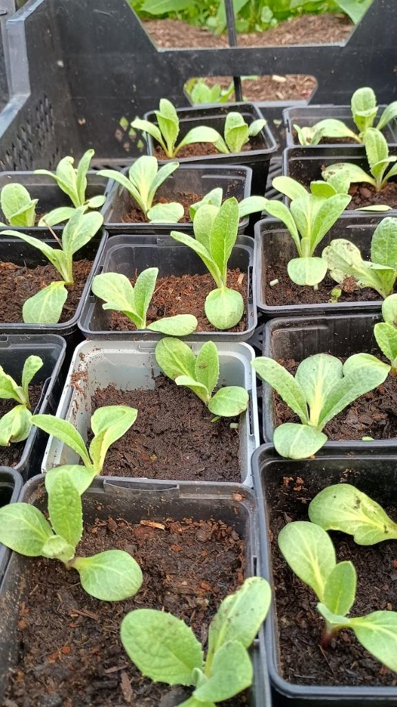 Kardoen bio plantjes per 2, Ophalen, Volle zon, Zomer, Groenteplanten