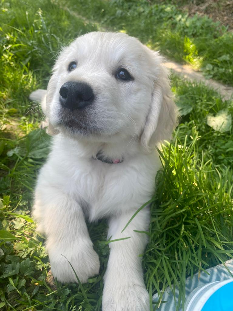 VOL Vooraankondiging Golden Retriever puppy’s, Dieren en Toebehoren, Honden | Retrievers, Spaniëls en Waterhonden, Golden retriever