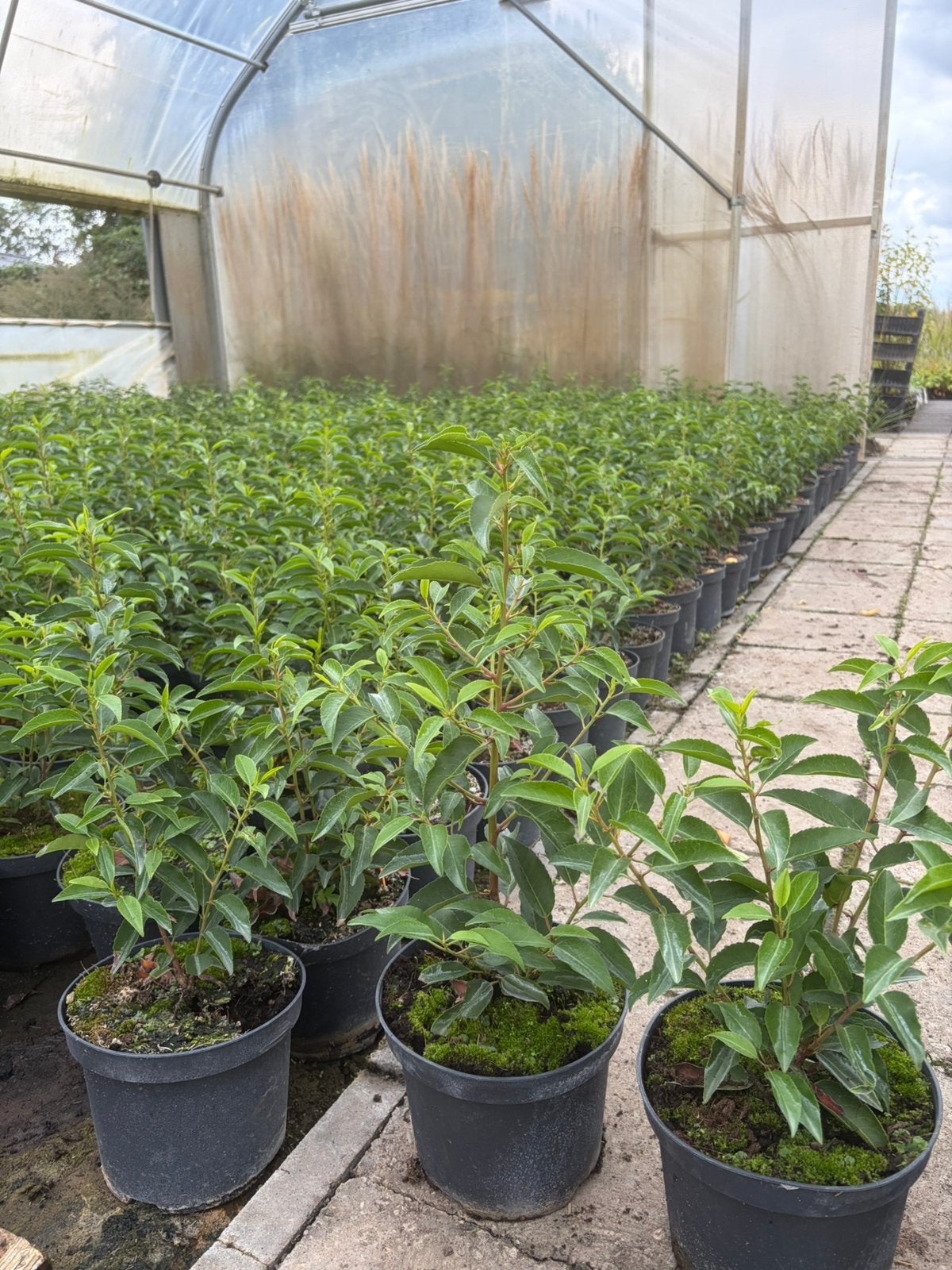 Portugese laurier 30/40 cm 3 liter pot, Ophalen, Laurier, 100 tot 250 cm