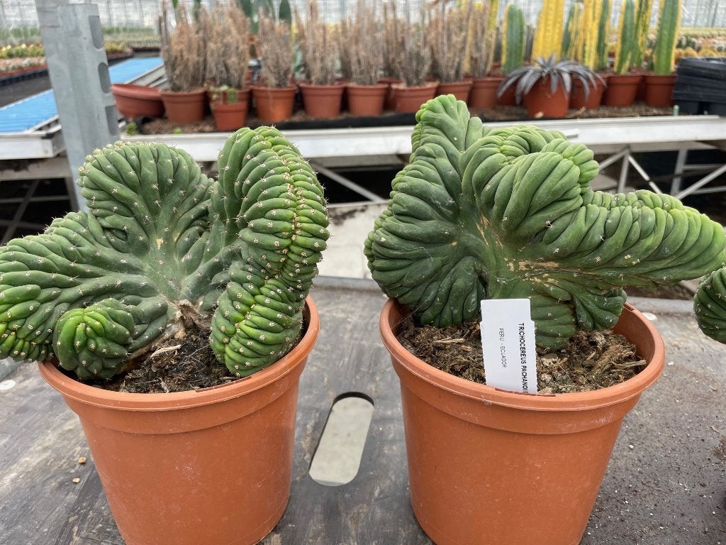 Cactus Tricocereus Pachanoi( San Pedro) Cristaten, Ophalen of Verzenden, Minder dan 100 cm, Bloeiende kamerplant, Volle zon