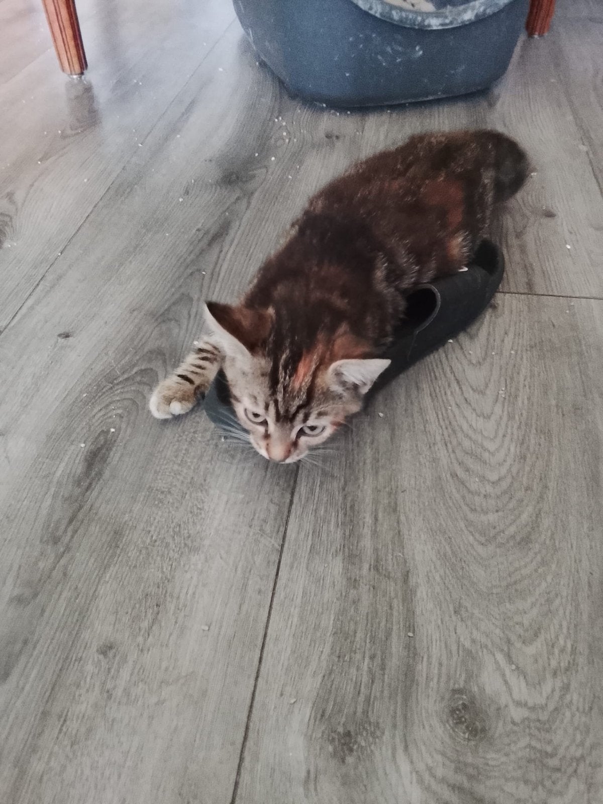 3 katjes  van 4 maanden zoeken met spoed een warm huisje, Dieren en Toebehoren, Katten en Kittens | Overige Katten, Meerdere dieren