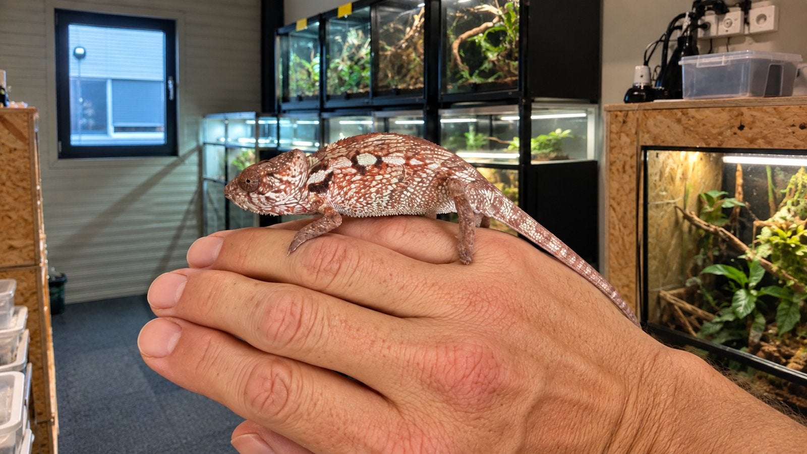 Fucifer pardalis panter kameleon nosy mitsio Chameleon photo 2