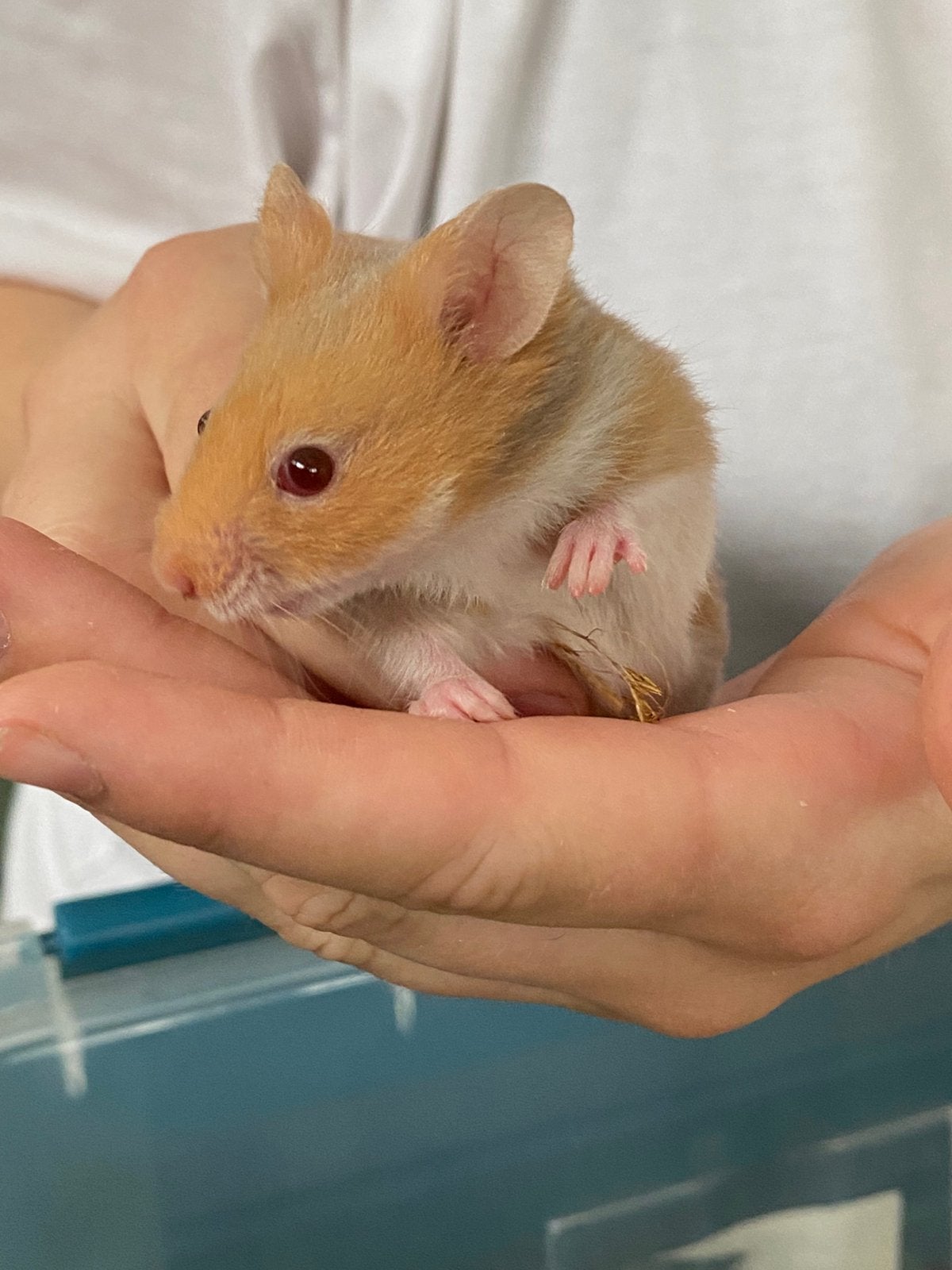 Goudhamster mannetje, Dieren en Toebehoren, Hamster, April, Mannelijk, Tam