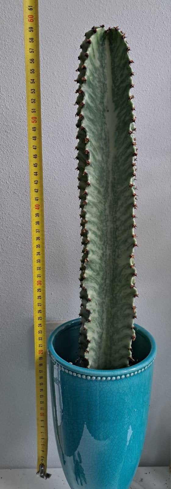 Stek Euphorbia Ingens Variegata, Ophalen, Vetplant, Minder dan 100 cm, Volle zon