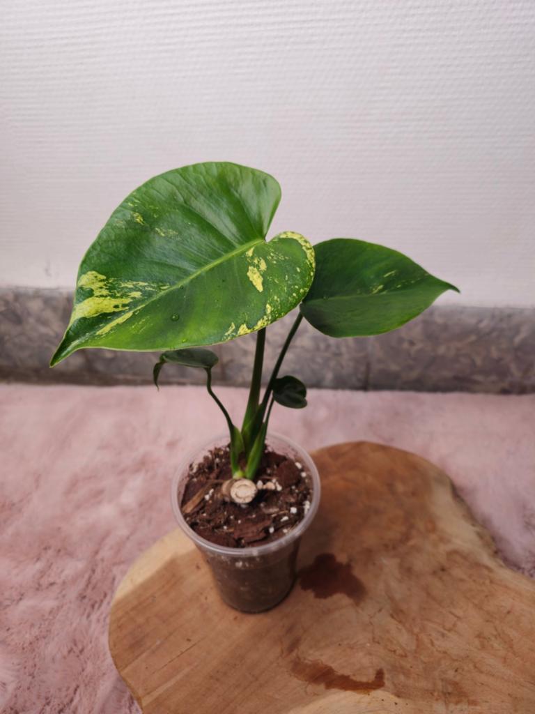 Monstera Cream Splash, Overige soorten, Vaste plant, Ophalen of Verzenden, Bloeit niet