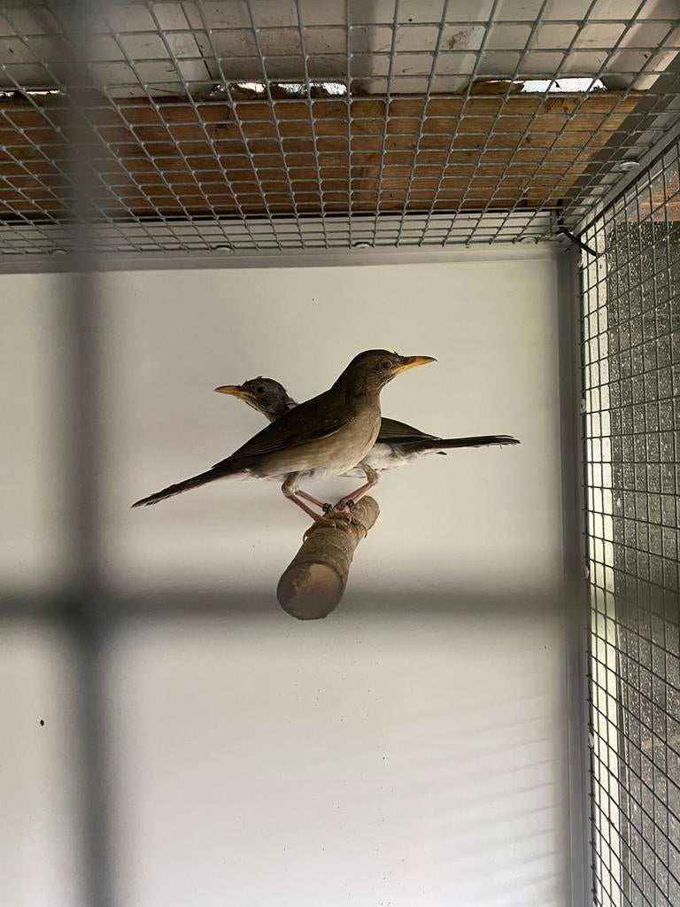 Afrikaanse lijsters, Dieren en Toebehoren, Vogels | Overige Vogels, Meerdere dieren, Geringd