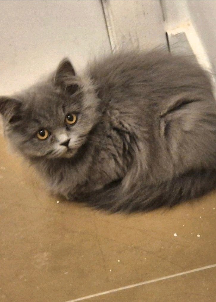 Britse Korthaar kitten, Kater