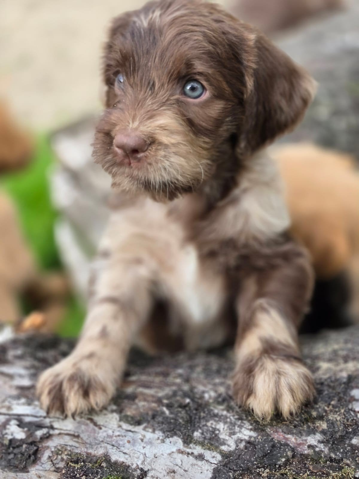 Labradoodle pups ,prachtige kleuren, 8 tot 15 weken, Meerdere, Meerdere dieren, Nederland