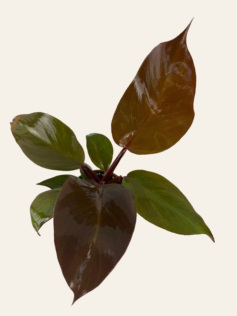 Philodendron Sun Light p10, Huis en Inrichting, Kamerplanten, Ophalen of Verzenden, Halfschaduw, Minder dan 100 cm