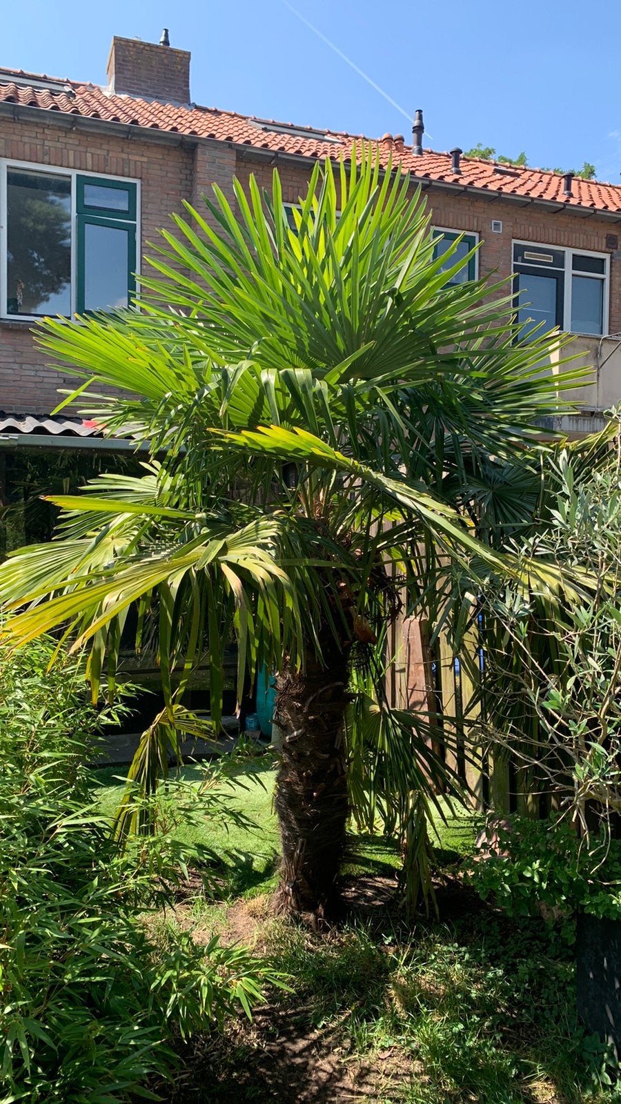 Palmboom, Tuin en Terras, 100 tot 250 cm, Zomer, Palmboom, Ophalen