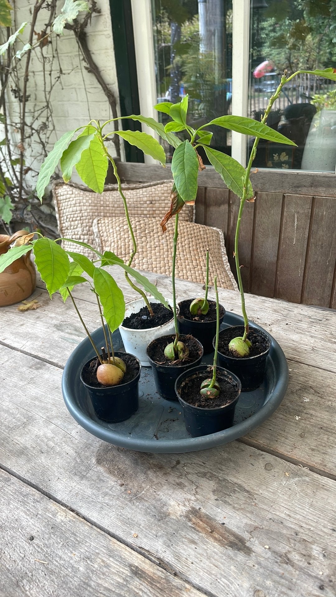 Diverse avocadoplantjes, gratis., Tuin en Terras, Planten | Tuinplanten, Ophalen, Vaste plant, Volle zon