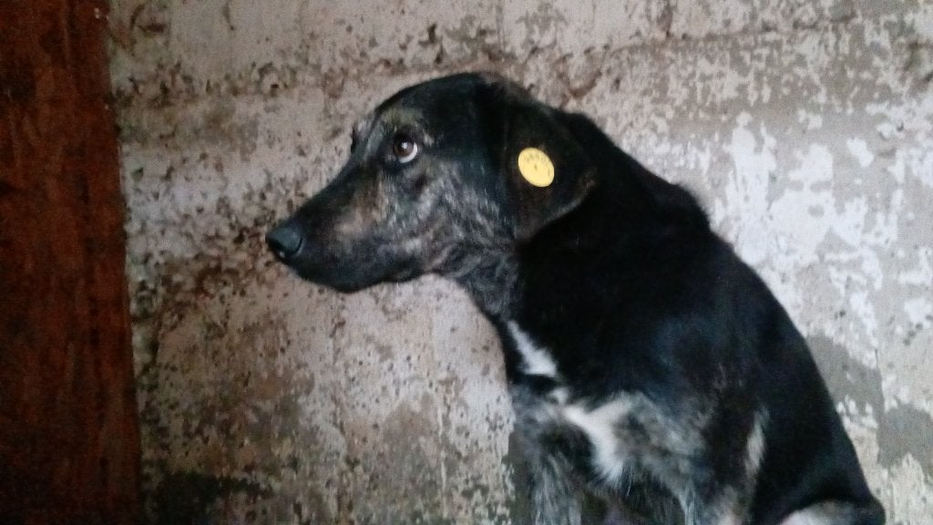 lieve Wisley wacht ook al zo op adoptie!, Particulier, Reu, Buitenland, Eén hond