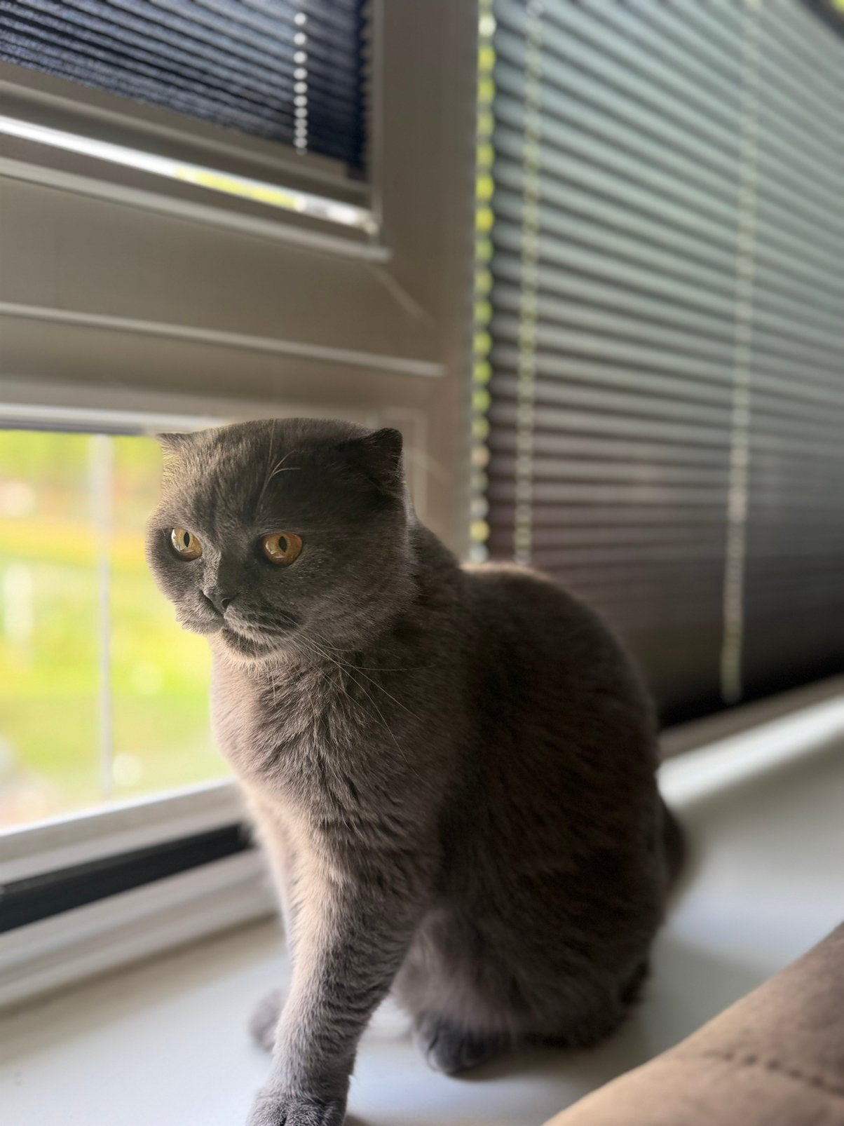 Poes LEES DE BESCHRIJVNG!, Dieren en Toebehoren, Katten en Kittens | Raskatten | Korthaar, Meerdere dieren, Ontwormd