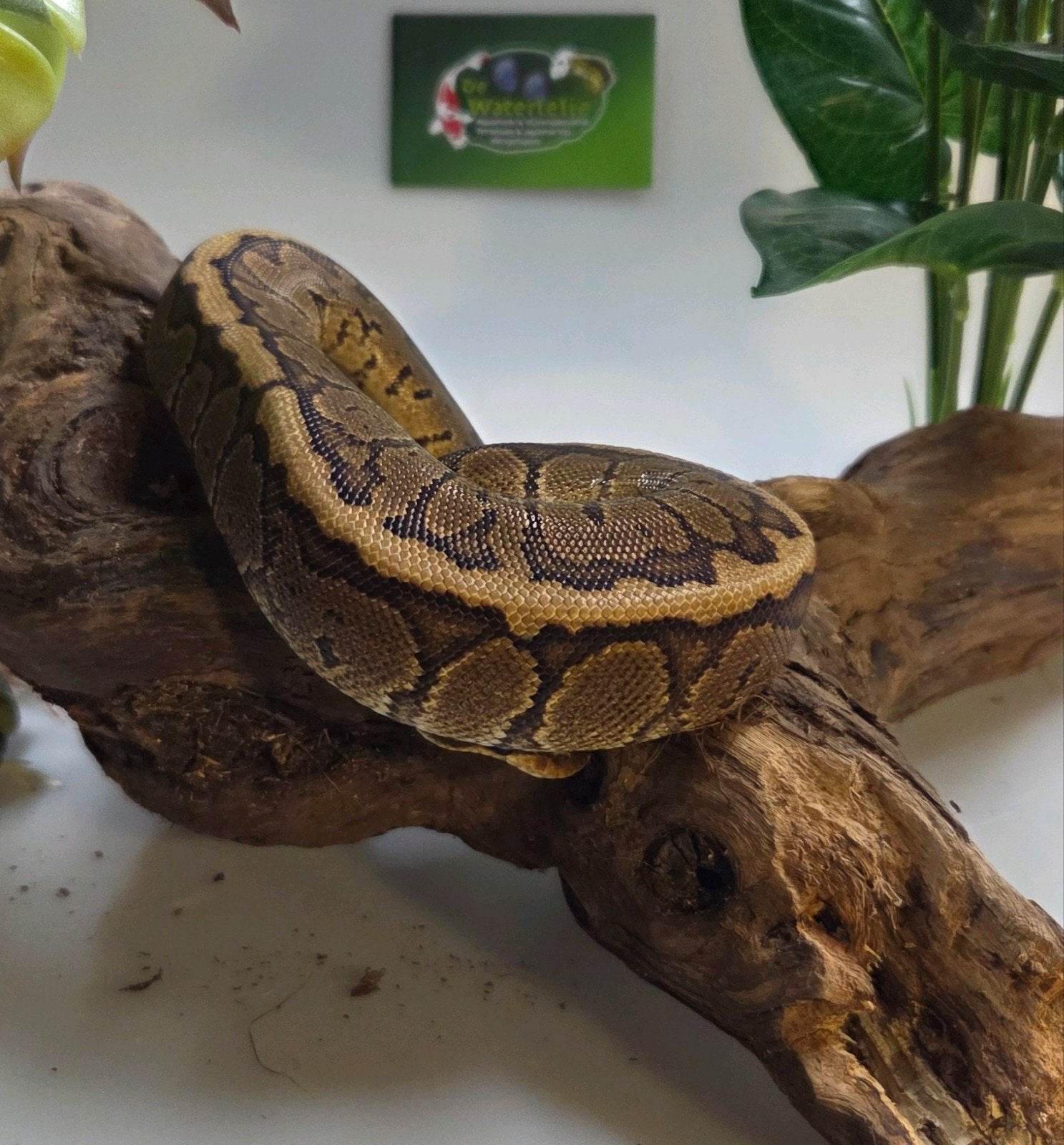 Koningspython Ball Python photo 3