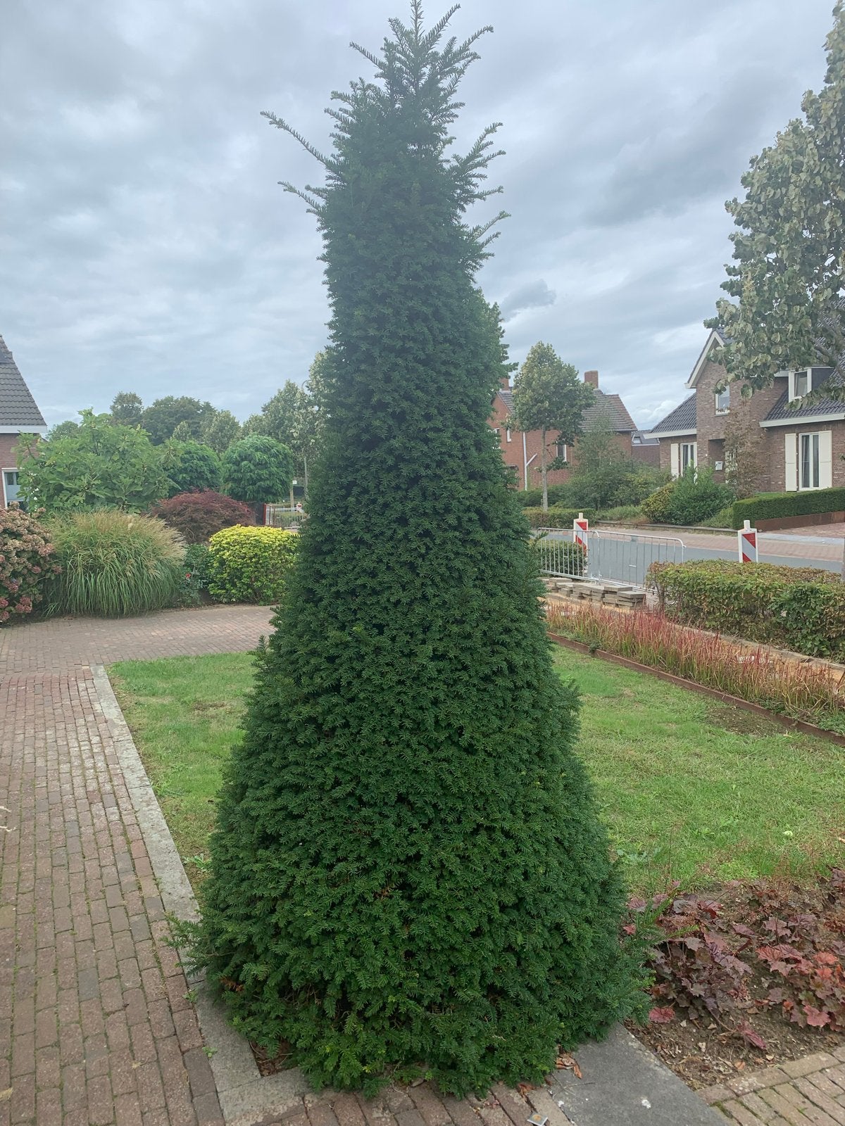 GRATIS 2 grote taxus in pyramide vorm, Tuin en Terras, Bloeit niet, 250 tot 400 cm, Zuilboom, Ophalen