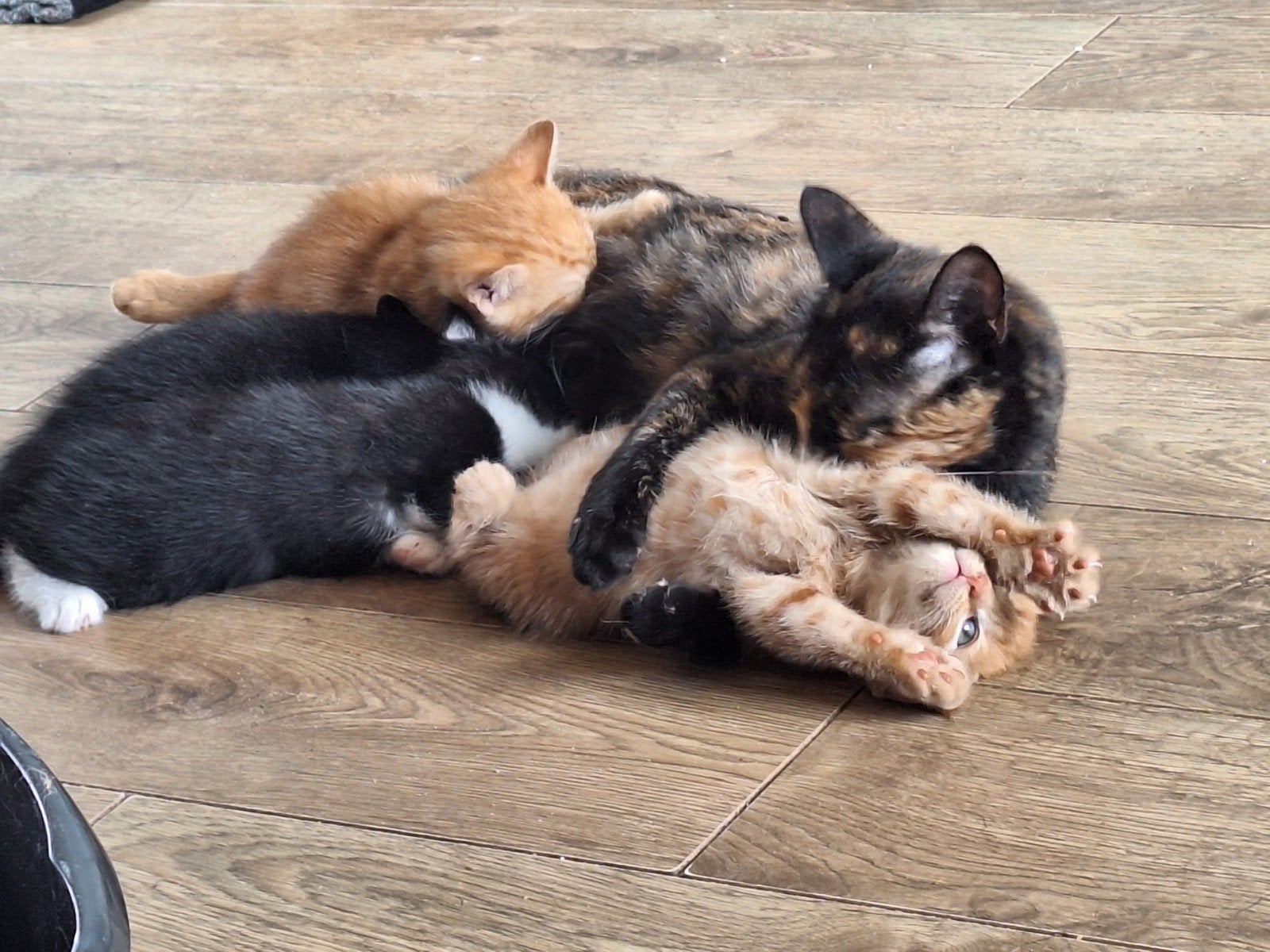21 juli kittens geboren, Meerdere dieren, 0 tot 2 jaar
