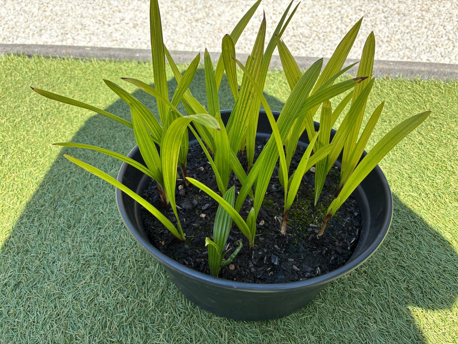 20 palmboom zaailingen - Trachycarpus Fortunei (1 jaar oud), Volle zon, Vaste plant, Bloeit niet, Ophalen