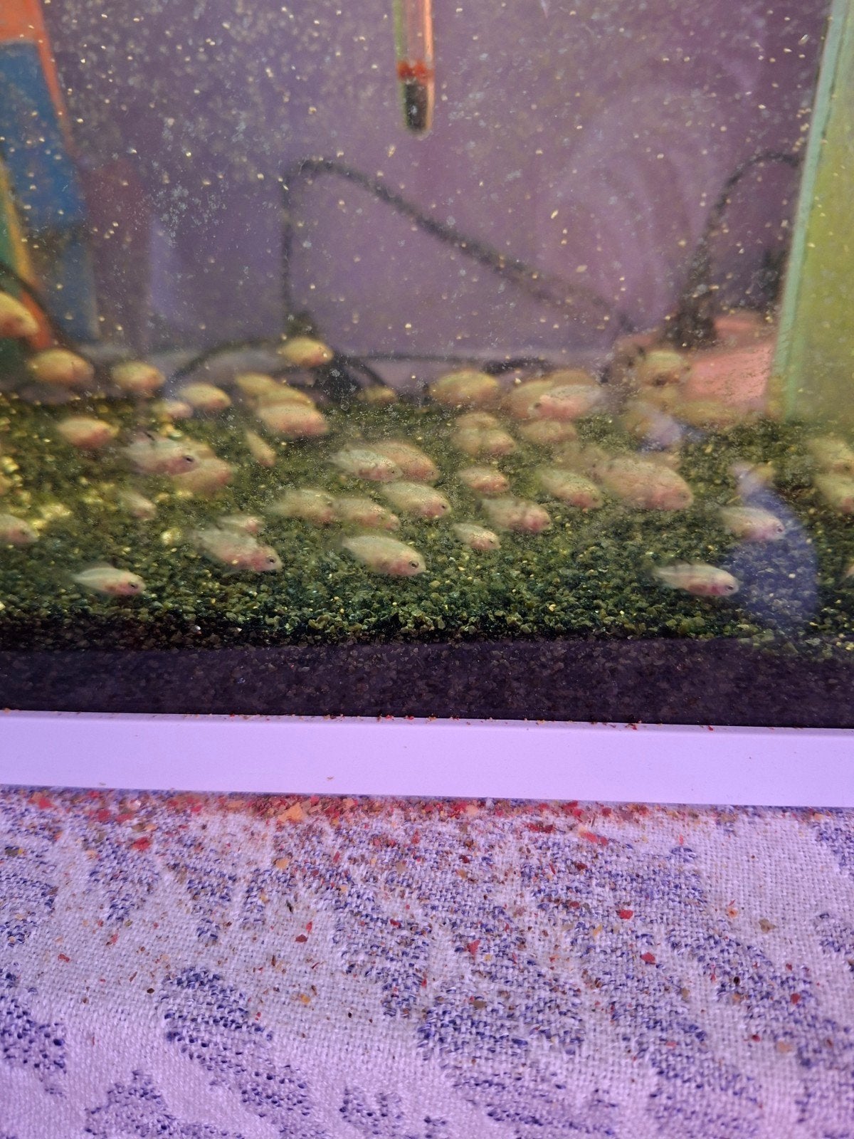 Platinum Papegaai ciclide, Dieren en Toebehoren, Vissen | Aquariumvissen, Vis