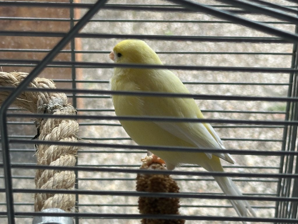 Kanarie (Man), Dieren en Toebehoren, Vogels | Kanaries, Mannelijk, Zangkanarie