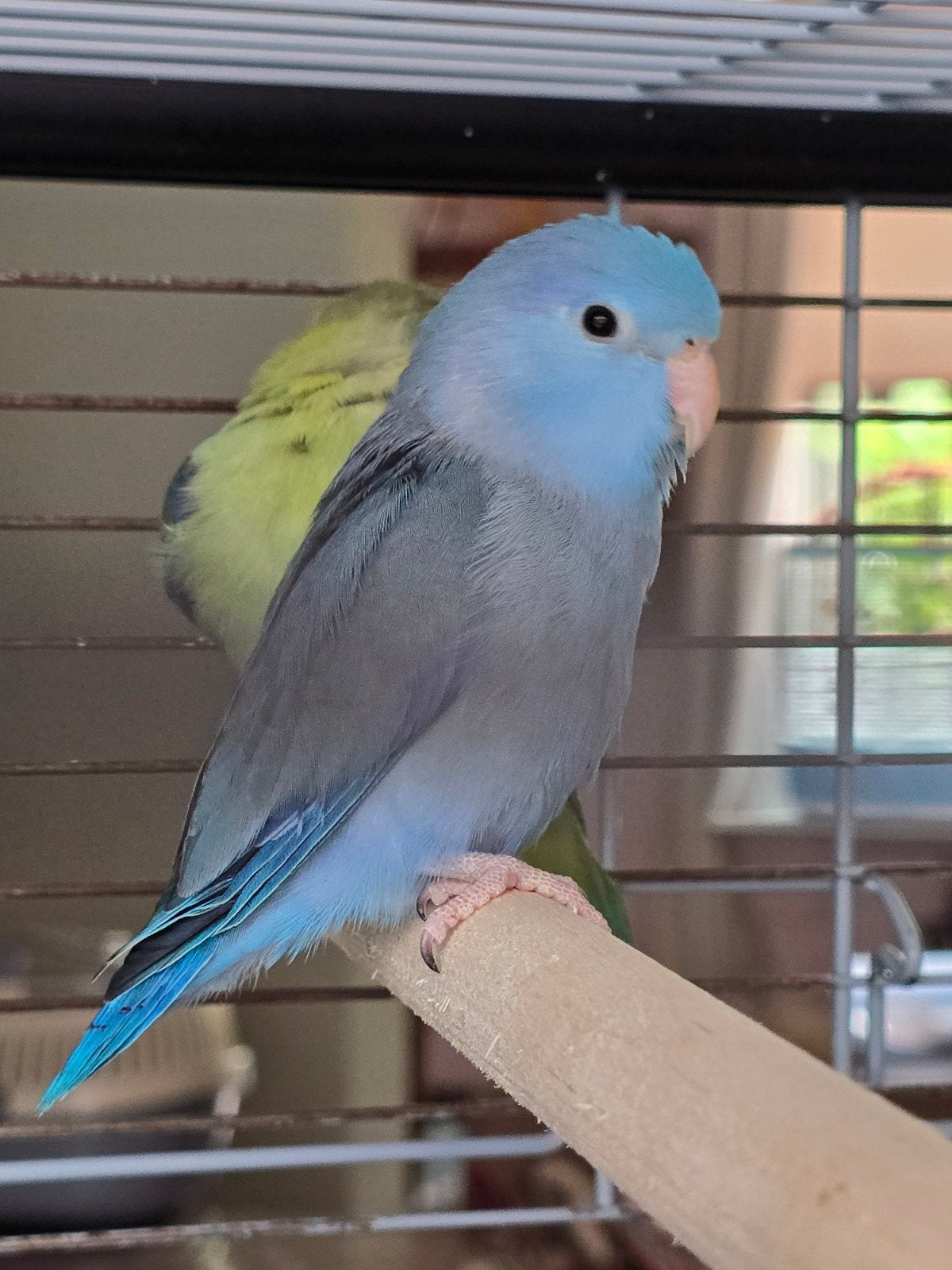 mooie  jonge handtamme blauwe forpusman, Mannelijk, Parkiet, Geringd