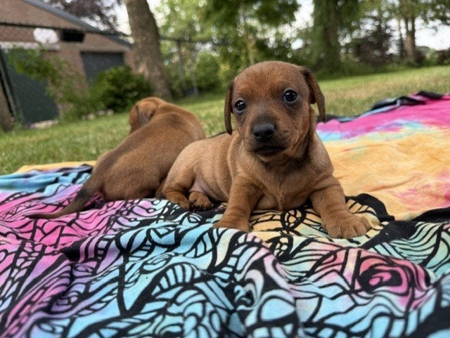 ** Zeer mooie pups kruising Jack Russel  X mini teckel **, Parvo, Jack Russell Terriër, 8 tot 15 weken, Meerdere