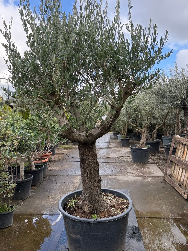 Prachtige Olijfboom in pot - Mediterrane sfeer voor uw tuin, Ophalen of Verzenden, Lente, Olijfboom, 250 tot 400 cm