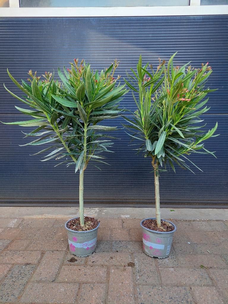 Nerium Oleander (op stam)-Oleanderboompje (Roze en wit) H:90, Volle zon, Vaste plant, Zomer, Ophalen