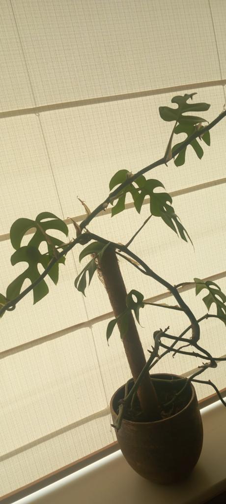 Monstera Minima op mosstok - Rhaphidophora Tetrasperma, Huis en Inrichting, Kamerplanten, Ophalen, 100 tot 150 cm, Overige soorten