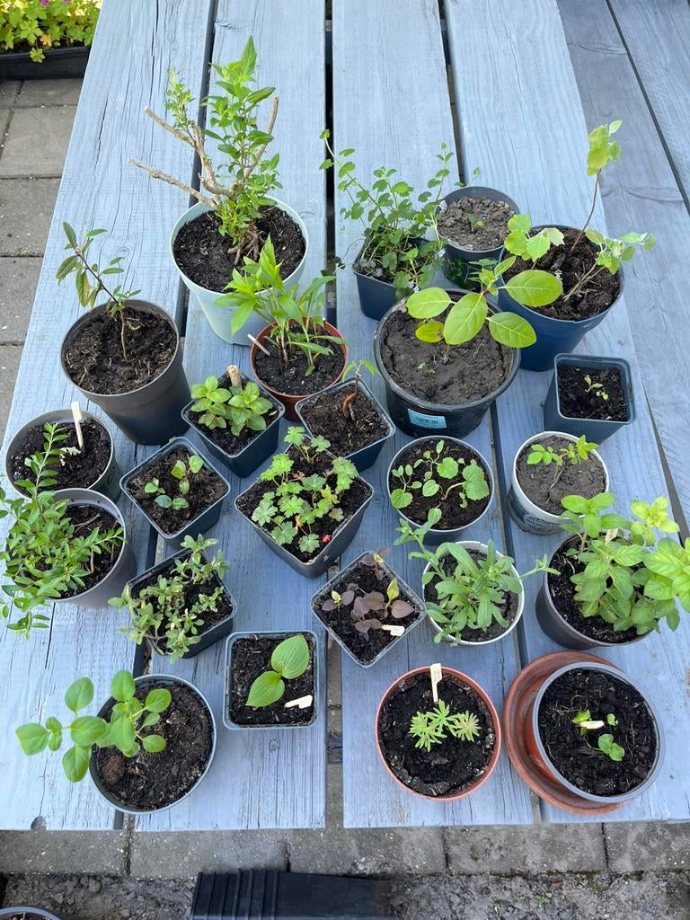 ==MOOI== Veel vaste planten in pot 25 stuks, Tuin en Terras, Planten | Tuinplanten, Overige soorten, Vaste plant, Ophalen of Verzenden