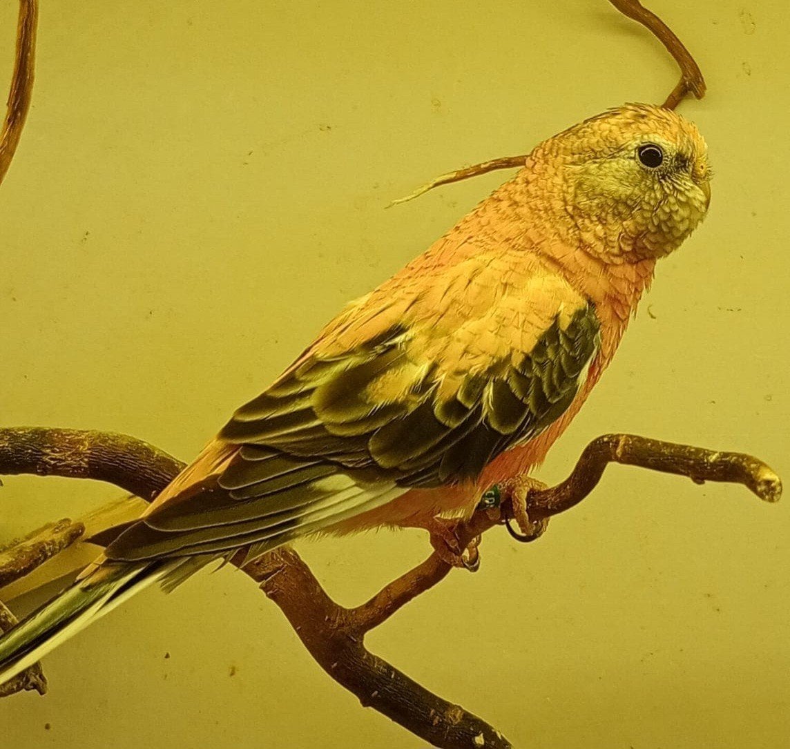Bourke opaline 2026, Dieren en Toebehoren, Vogels | Parkieten en Papegaaien, Vrouwelijk, Parkiet, Geringd