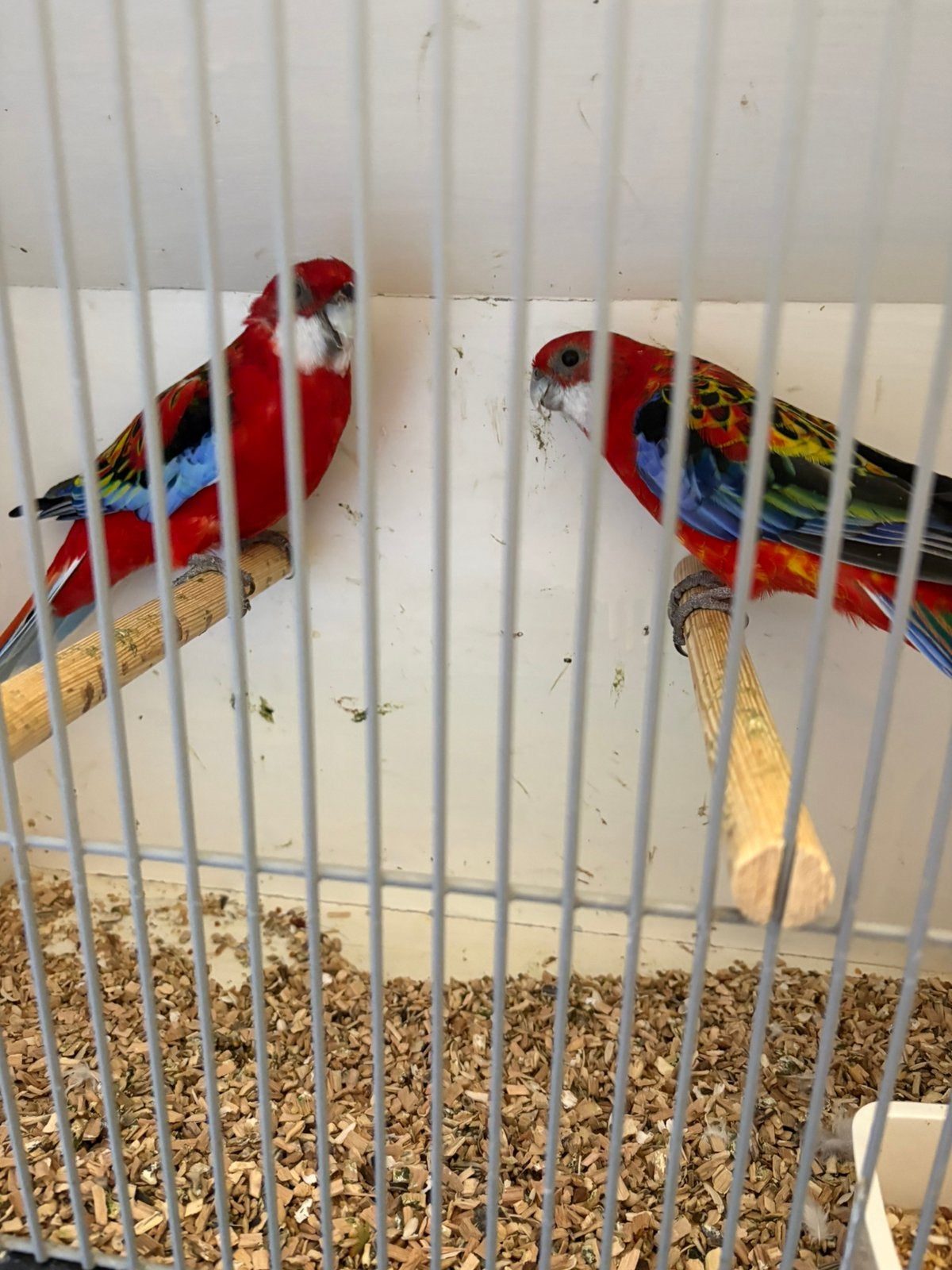 Twee koppels rosella, s .Zie omschrijving, Dieren en Toebehoren, Meerdere dieren, Parkiet, Geringd