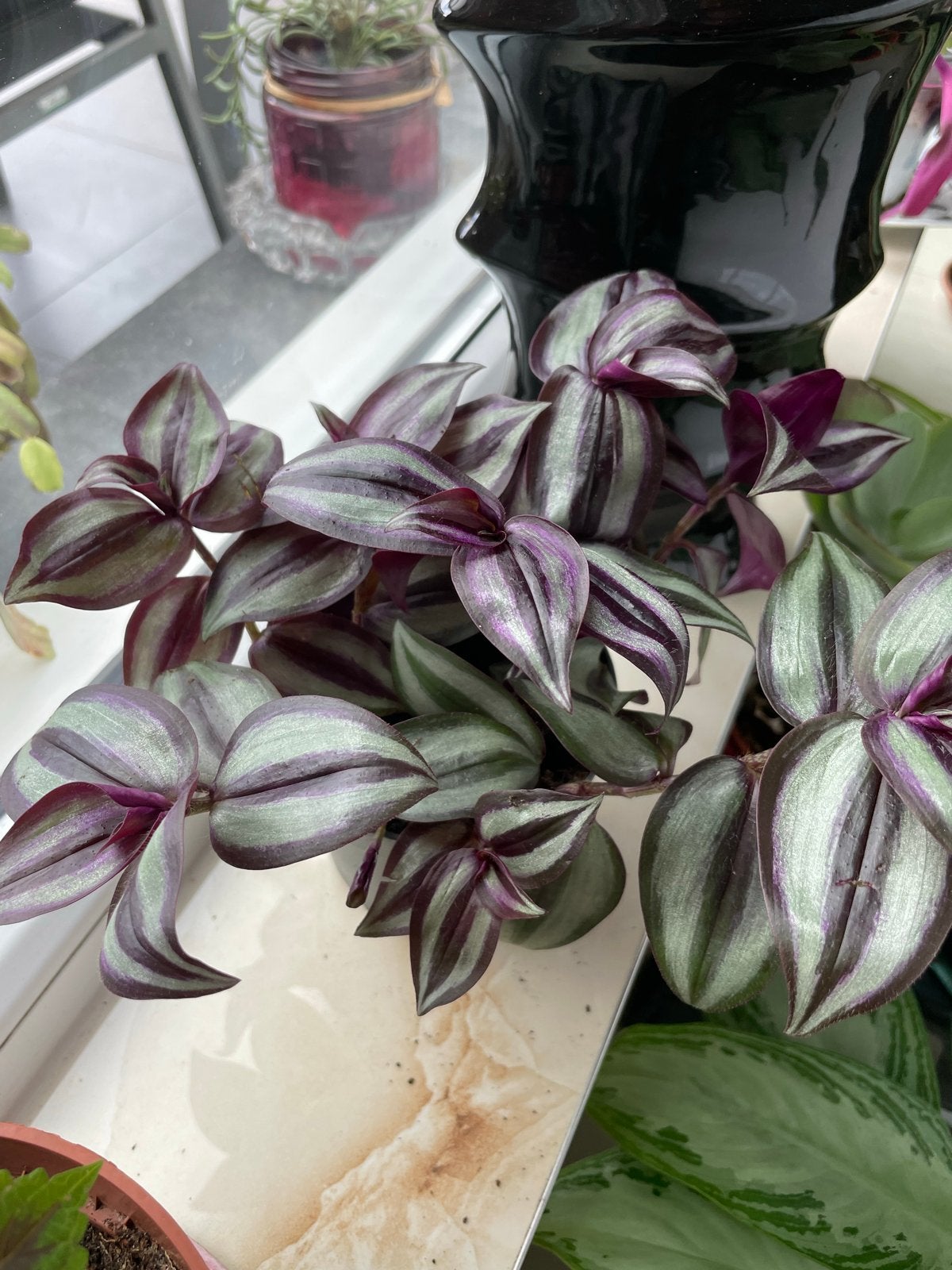 Tradescantia Zebrina - Prachtige hangplant met paarse blader, Huis en Inrichting, Kamerplanten, Ophalen, Overige soorten, Halfschaduw