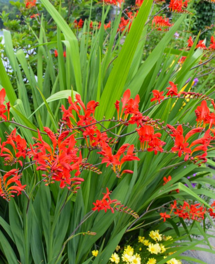 Rode Crocosmia in pot, Tuin en Terras, Volle zon, Vaste plant, Zomer, Ophalen