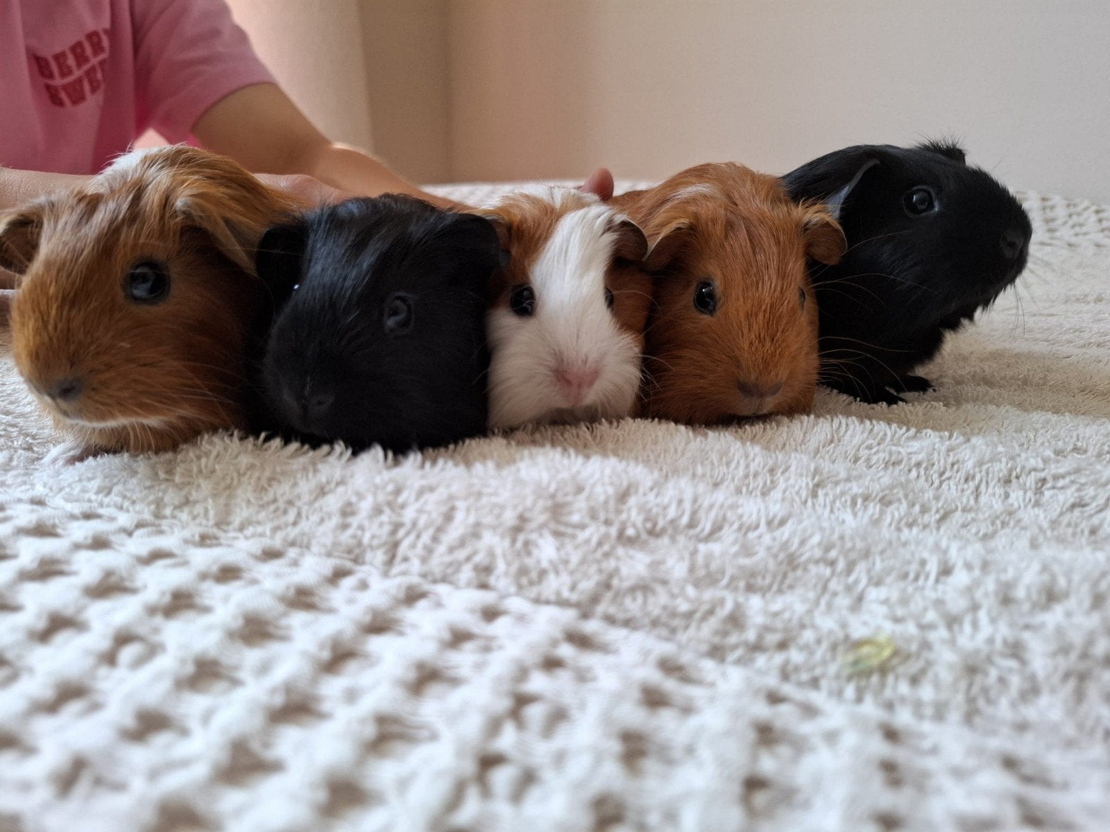 Jonge cavia's 3 weken, Dieren en Toebehoren, Knaagdieren, Cavia, Mei, Meerdere dieren, Tam