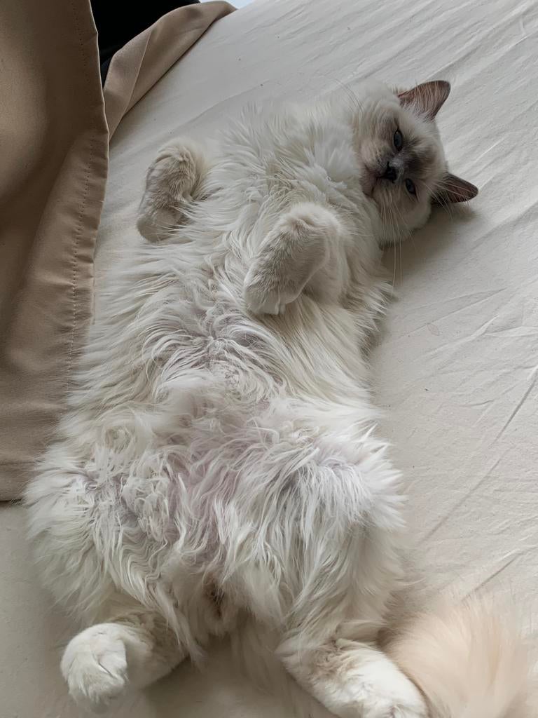 Exclusieve Ragdoll kittens, Dieren en Toebehoren, Katten en Kittens | Raskatten | Langhaar, Meerdere dieren, Gechipt, 0 tot 2 jaar