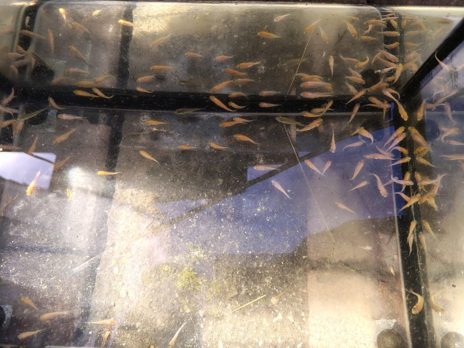 baby kois, Karper of Koi