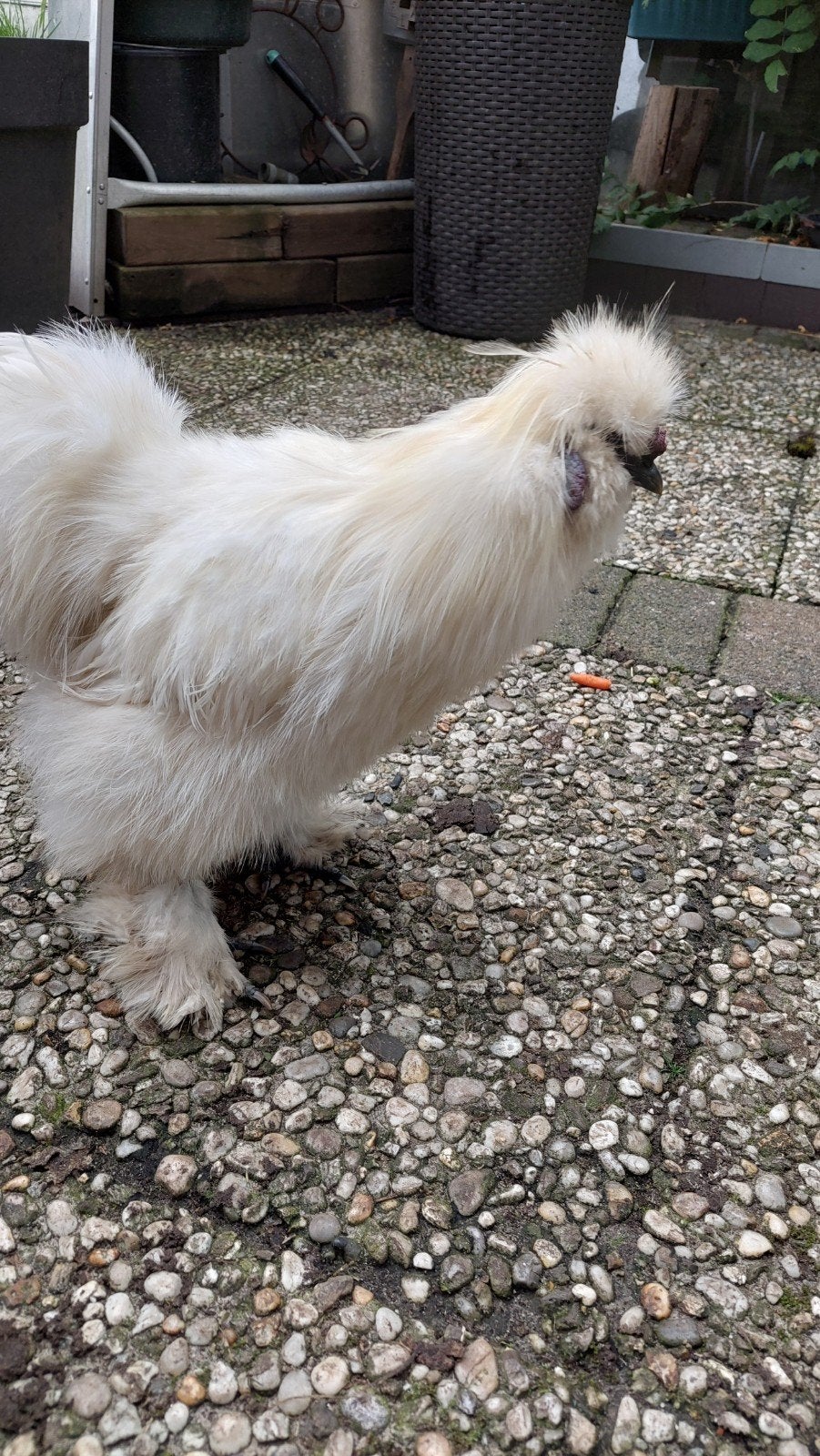 zijde hoentje haan, Dieren en Toebehoren, Mannelijk, Kip