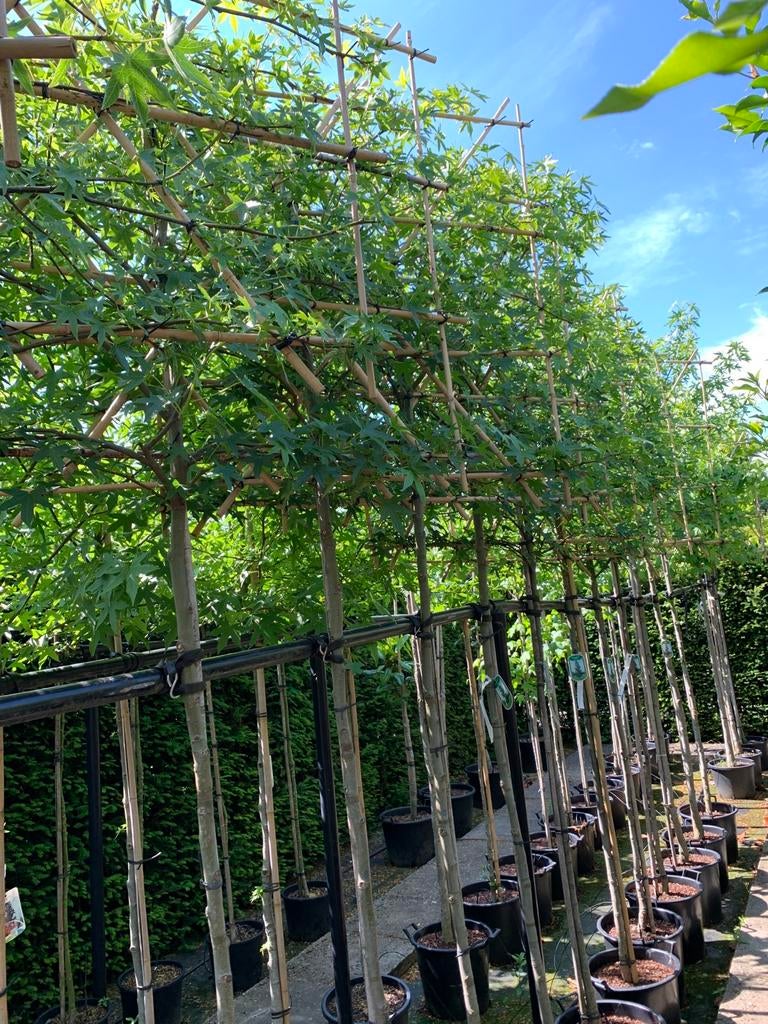 Leivorm amberboom verschillende maten, Ophalen, Bloeit niet, Halfschaduw, 100 tot 250 cm