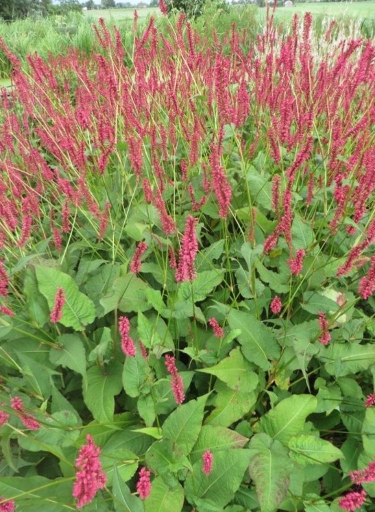 Persicaria amplexicaulis (duizendknoop), Volle zon, Vaste plant, Zomer, Ophalen