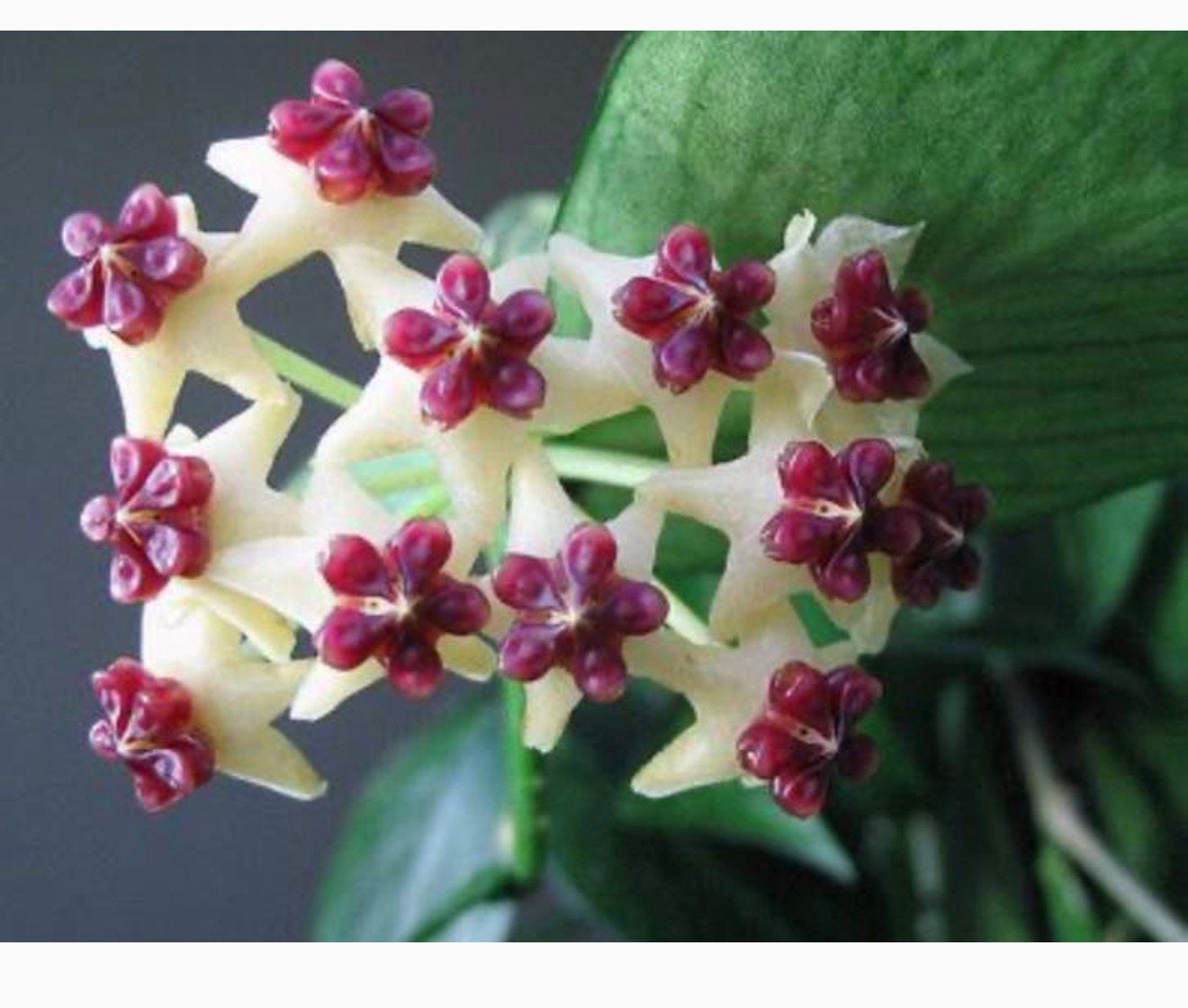 Hoya polyneura Hydrocultuurplant - Unieke kamerplant, Overige soorten, Vaste plant, Ophalen of Verzenden, Bloeit niet