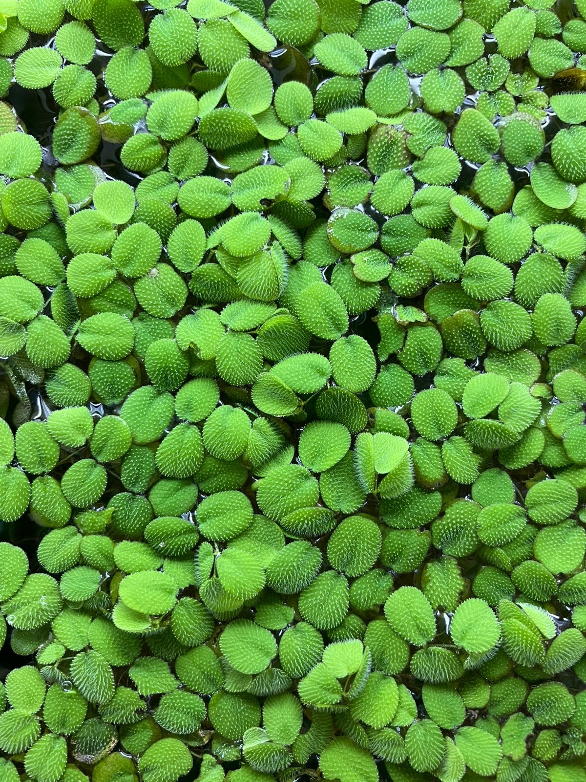 Te koop: Salvinia minima vlotvaren drijfplantje, Ophalen, Zo goed als nieuw, Plant(en), Steen of Hout
