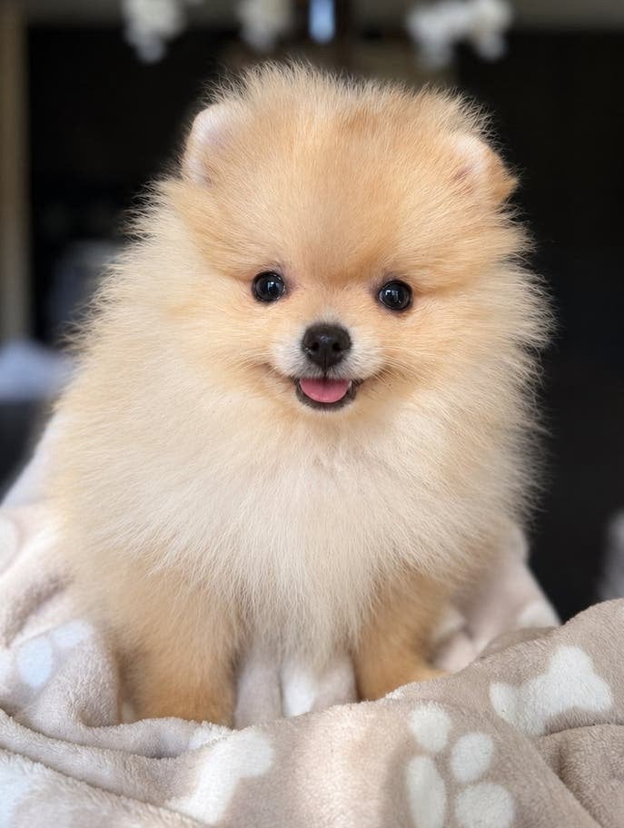 Pomeriaan pomeranian pup teefje bearface, Keeshond, 8 tot 15 weken, Teef, Eén hond