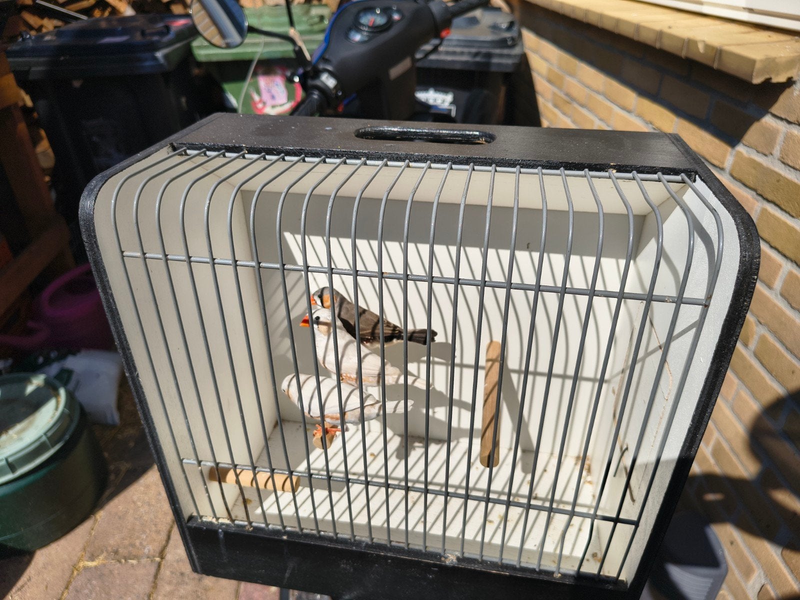 3 jonge zebravink mannen 10 euro in 1 koop, Dieren en Toebehoren