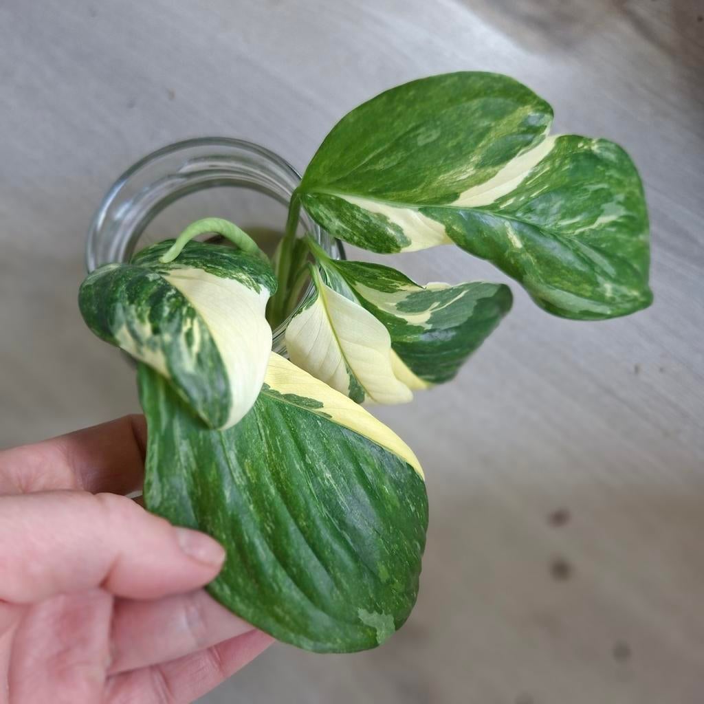 Monstera lechleriana variegata ongewortelde stekjes, Ophalen of Verzenden, Halfschaduw, Minder dan 100 cm