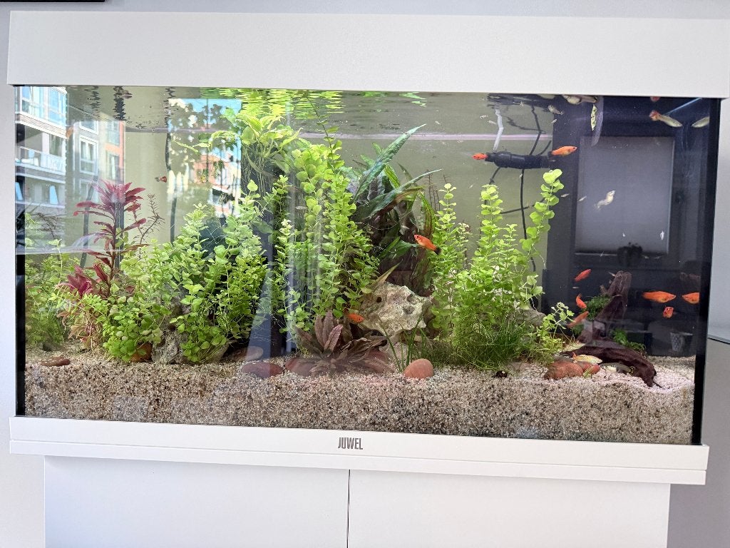 Juwel Rio 125 compleet – volledig uitgerust, Ophalen, Inclusief controller, Juwel, Gevuld zoetwateraquarium