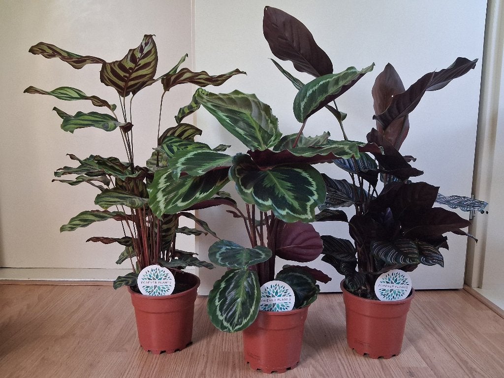 Calathea Makoyana / Medaillon / Ornata - Calathea H: 65-75cm, Ophalen, Overige soorten, Halfschaduw, Minder dan 100 cm