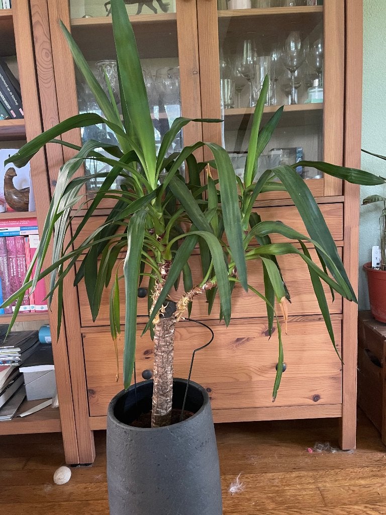 Mooie volle Yucca en en een Ficus lyrata, Ophalen, Yucca, Halfschaduw, Minder dan 100 cm