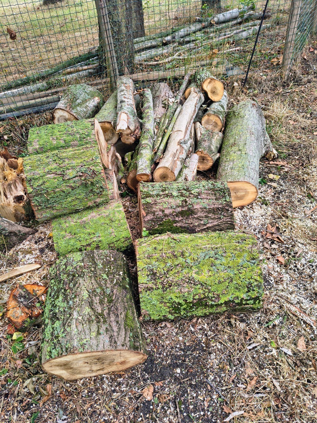 Italiaanse populier, Tuin en Terras, Haardhout, Minder dan 3 m³, Ophalen, Overige houtsoorten, Blokken