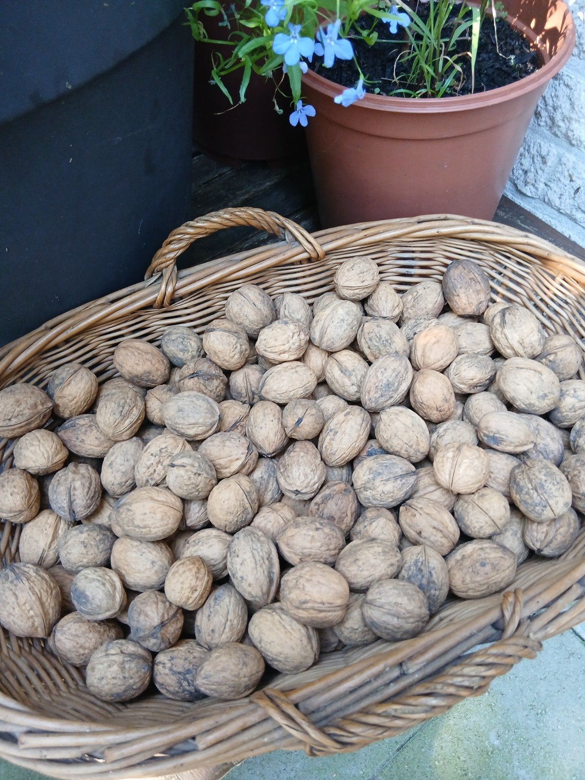 Biologische gedroogde walnoten, oogst 2025, 2 kilo 10 euro, Ophalen of Verzenden